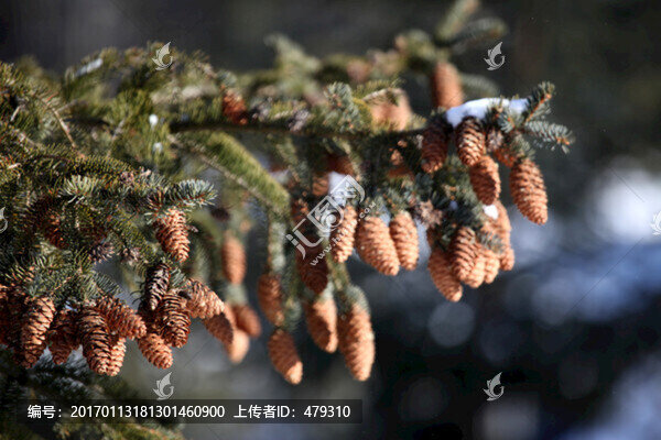 林海雪原,雪鄉(xiāng),山,松樹,松林