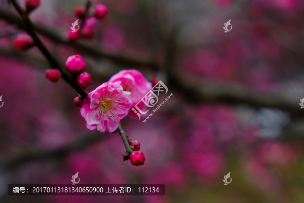 梅花,花卉,花朵,枝條,開放