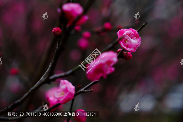 梅花,花卉,花朵,枝條,開放