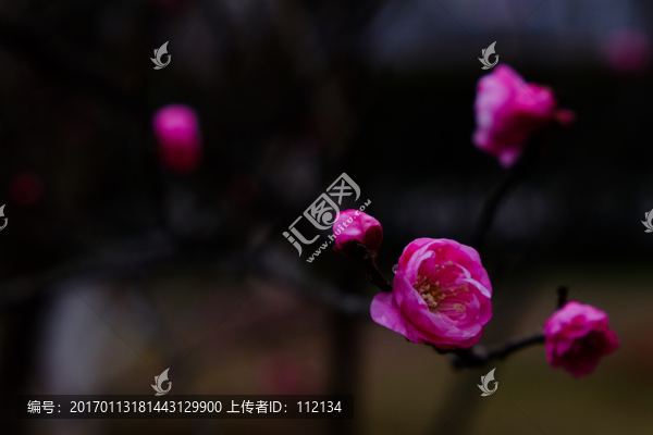 梅花,花卉,花朵,枝條,開放