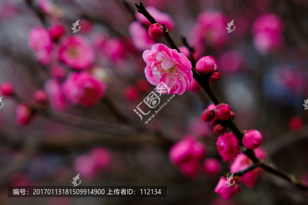 梅花,花卉,花朵,枝條,開放