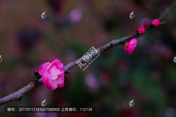 梅花,花卉,花朵,枝條,開放
