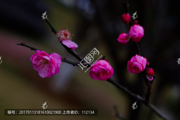 梅花,花卉,花朵,枝條,開放