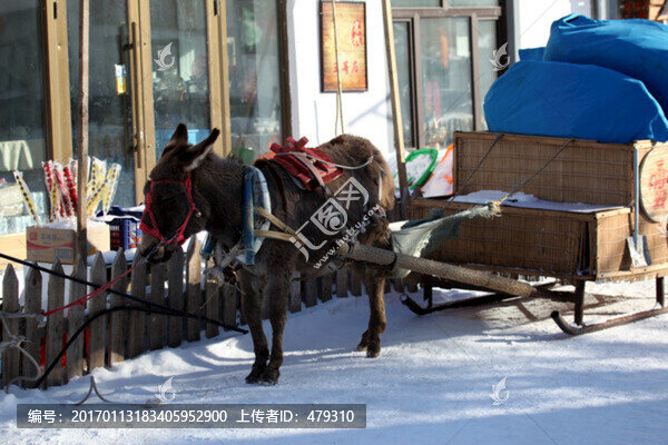 雪鄉(xiāng),雙峰林場(chǎng),驢車