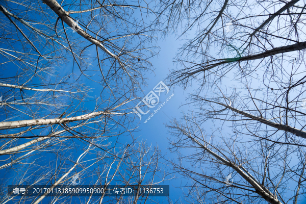 白樺樹林