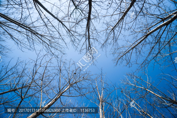 白樺林
