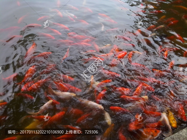 錦鯉
