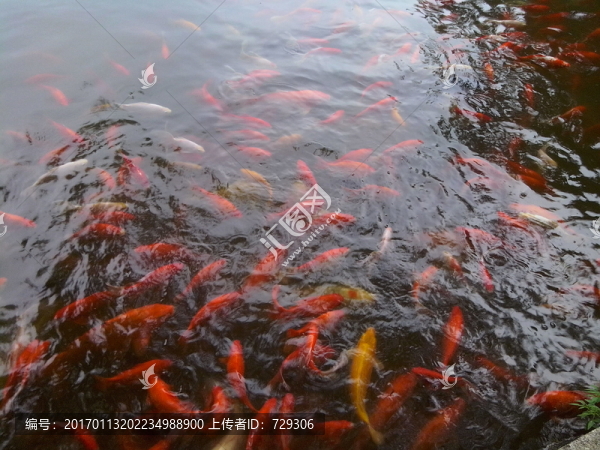 水里的金魚兒