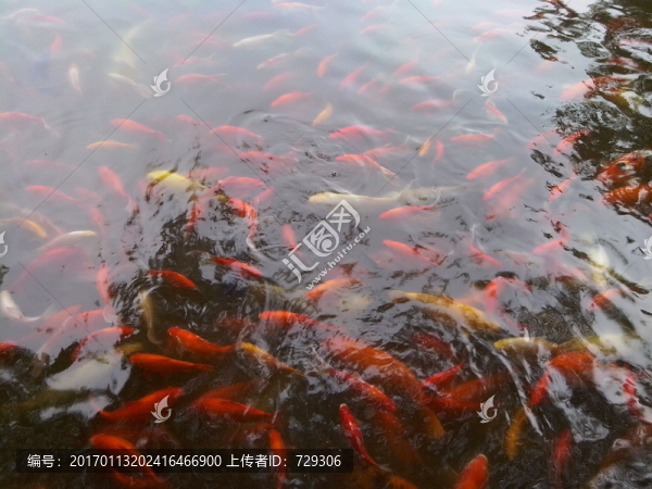 金魚