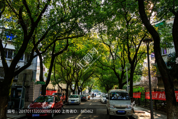 城市綠化,樹林,城市花園,公園