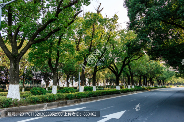 城市綠化,樹林,城市花園,公園