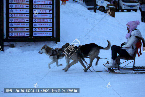 雪橇犬