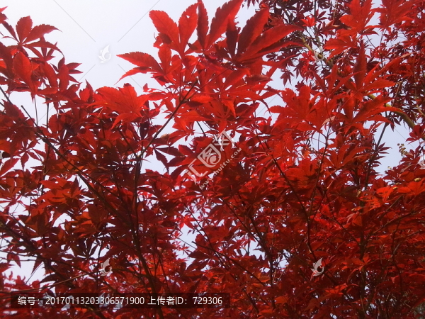 一片美麗紅色楓葉