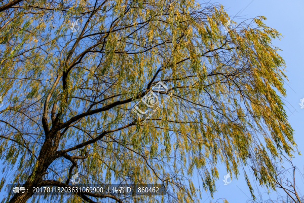 冬天柳樹,冬天的柳樹,冬柳如絲