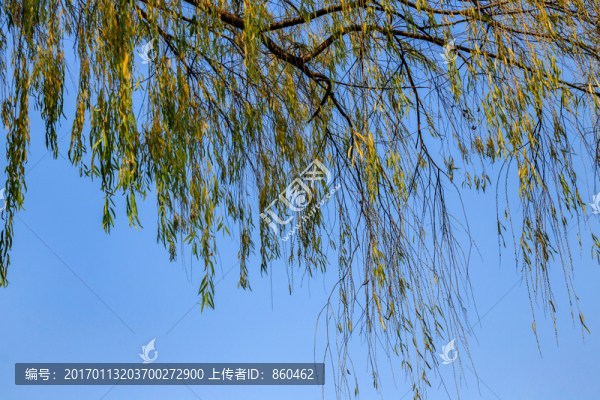 冬天柳樹