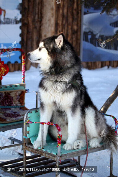 雪橇犬,狗,寵物,動物,戶外