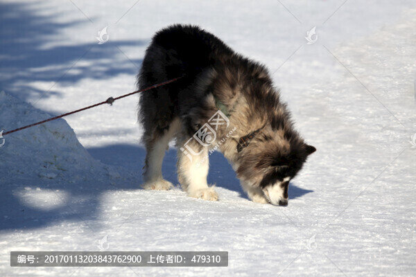 雪橇犬,狗,寵物,哈士奇,名犬