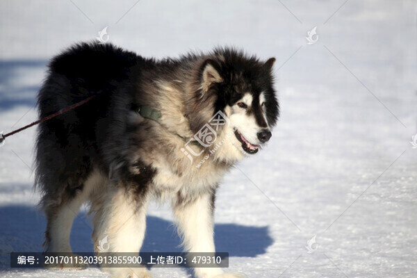雪橇犬,狗,寵物,哈士奇