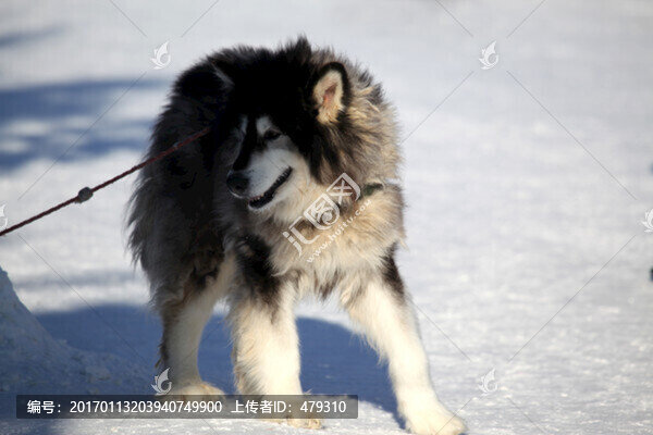 雪橇犬,狗,寵物
