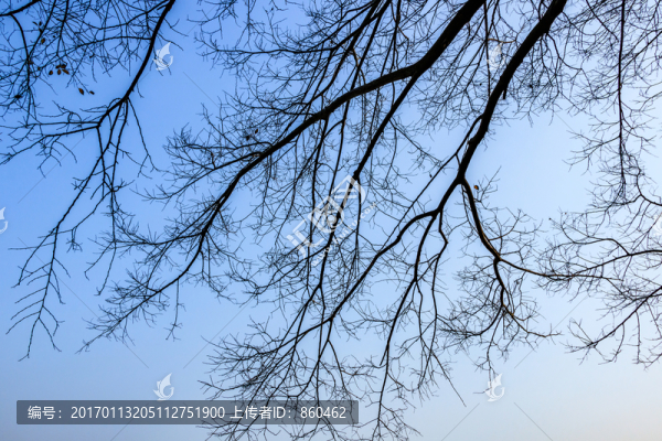 冬天枯樹枝素材,樹枝剪影,枯枝