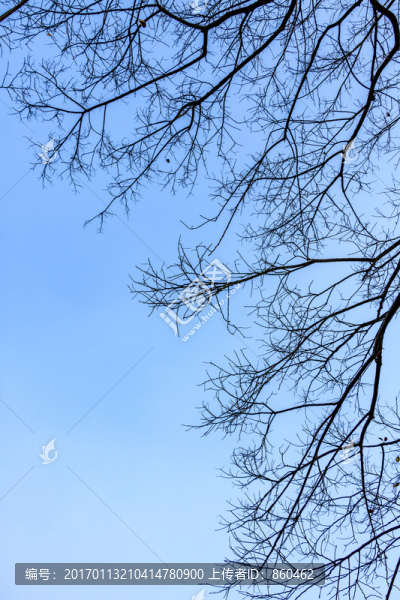 冬天枯樹枝素材,樹枝剪影,枯枝