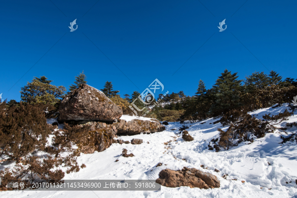 雪地冷杉林