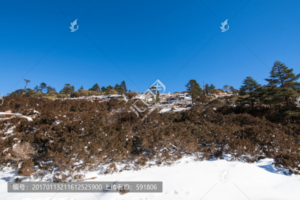 高山杜鵑和冷杉林