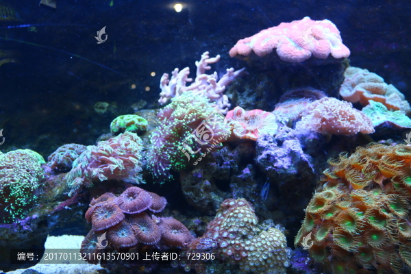 海澡