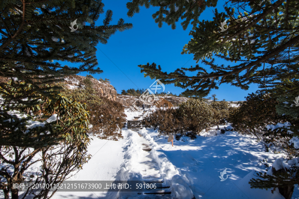 高山杜鵑和冷杉林