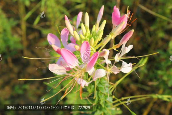 醉碟花