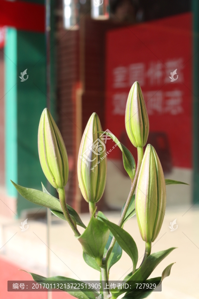百合