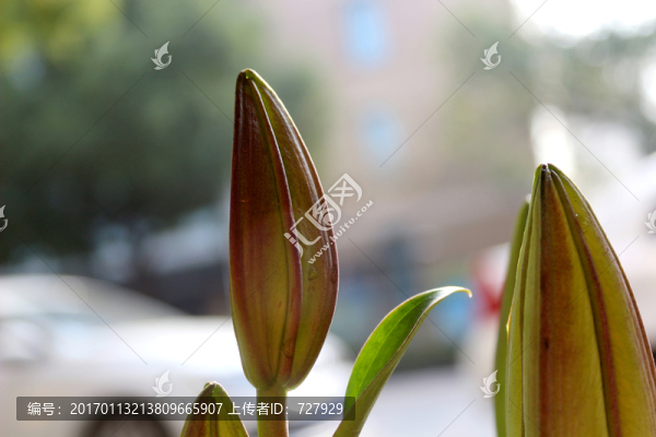 百合花苞