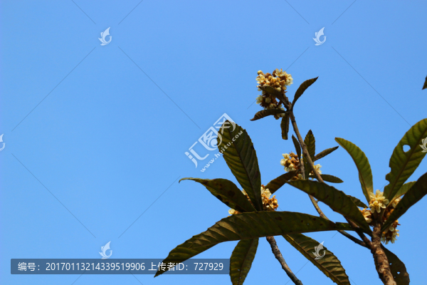 枇杷花