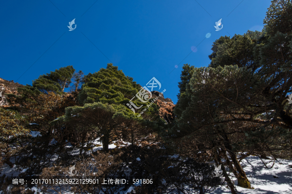 雪地冷杉林