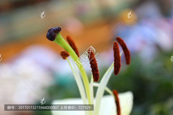 百合