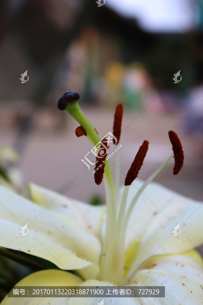 百合花蕊