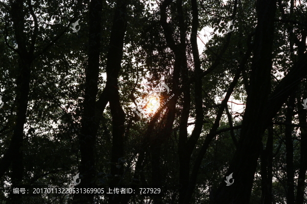 樹林剪影