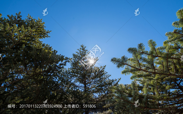 太陽光芒透過冷杉林梢