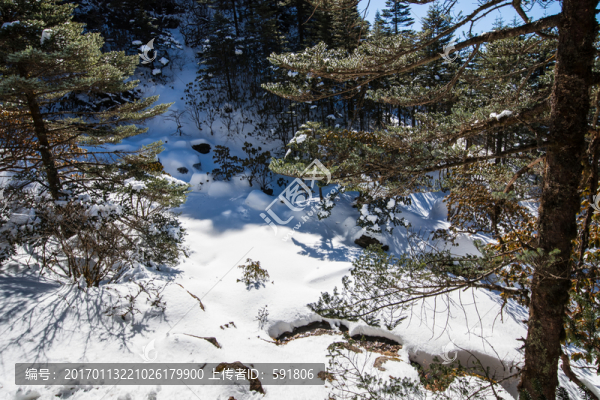 雪地冷杉林海