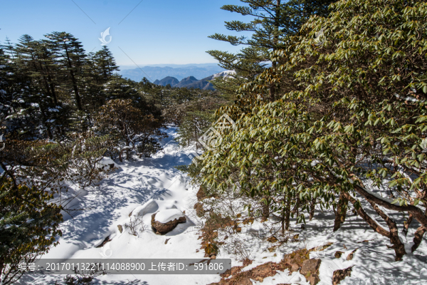 轎子雪山風光