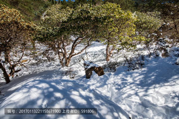 雪地高山杜鵑林