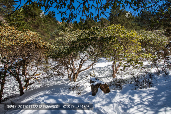雪地高山杜鵑林