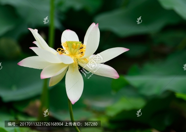 白荷花