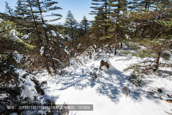 雪地冷杉林海