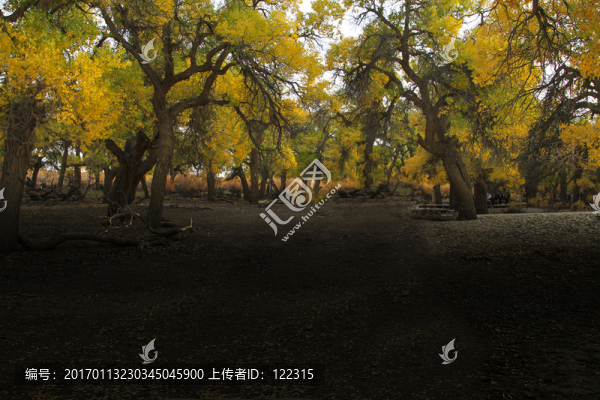 森林風(fēng)景