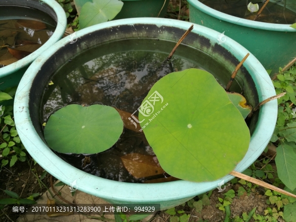 睡蓮-匯圖網(wǎng) www.fosd68.com 睡蓮