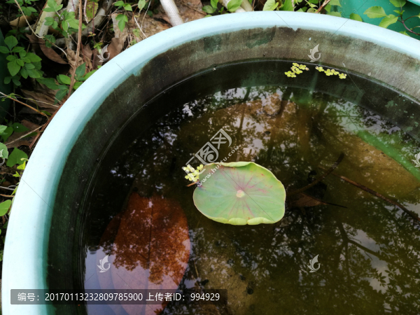 水蓮花