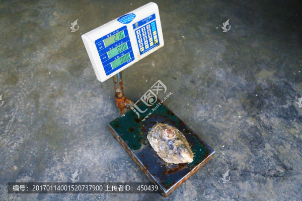 2公斤大牡蠣