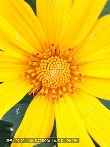 花朵微距