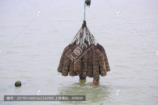 打撈牡蠣